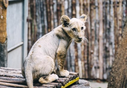 Trovato in Serbia cucciolo di leone