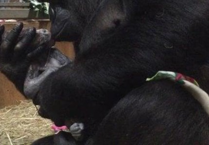 Usa, mamma gorilla copre di baci il suo cucciolo