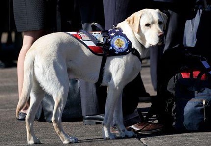 Sully, il cane che veglia su Bush