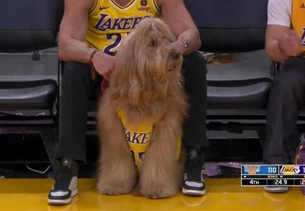NBA, un cane da un milione di follower
