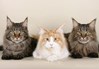 Maine Coon, nuovi studi da leccarsi i baffi