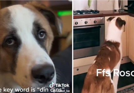 Il cane Rosco star di Tiktok