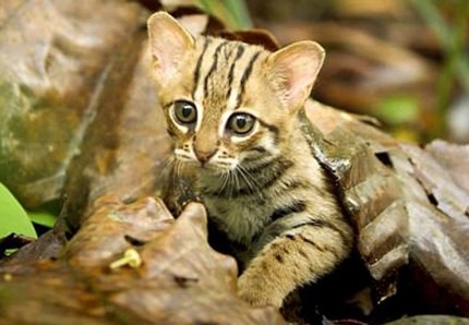 Ecco il felino più piccolo al mondo