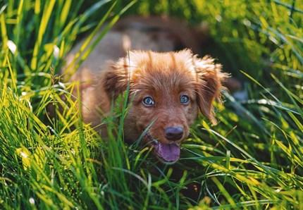 L'allarme: sempre più malattie trasmesse dagli animali all'uomo