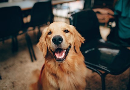 Cervello canino: funziona così