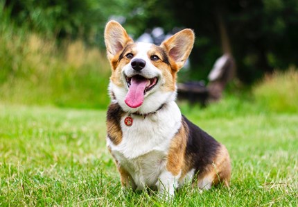 Oggi è la giornata del cane