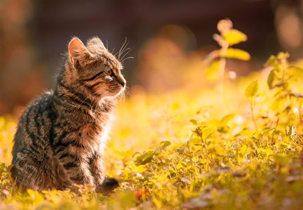 20 gatti senza casa? Il sindaco: li prendo io