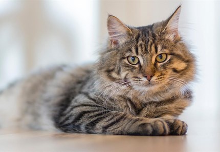 In Lombardia è obbligatorio il microchip per i gatti