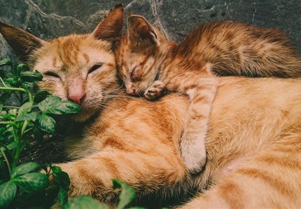 I gatti possono avere due papà