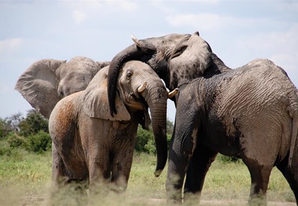 8 marzo, il maschio è inutile! Anche nel regno animale