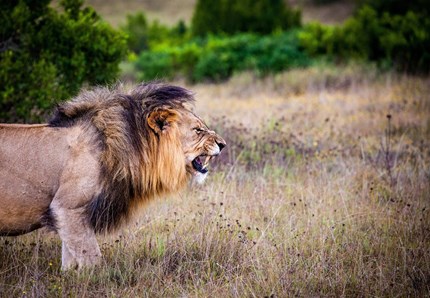 Bracconiere travolto da un elefante e sbranato dai leoni