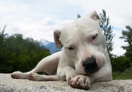 Sesto senso canino, ecco la spiegazione