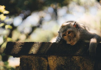 Al Festival delle Scienze si parla di animali