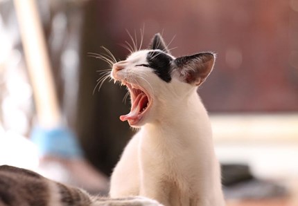 Noi e il gatto, i segreti di un'amicizia perfetta