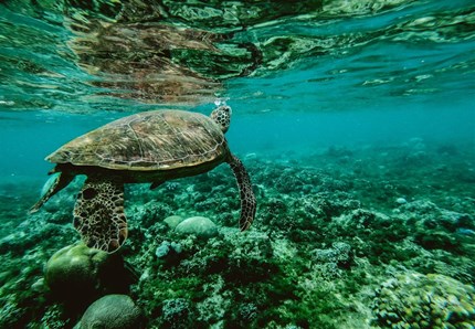 Animali e mari, caos sulle banche dati