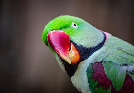 Il cacatua che fa danzare il web