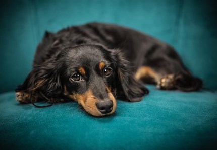 Salvato da morte certa dal suo cane