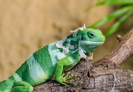 Gli animali e la natura selvaggia arrivano in tv