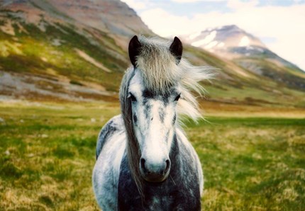 Inaugurata la Mostra nazionale del cavallo