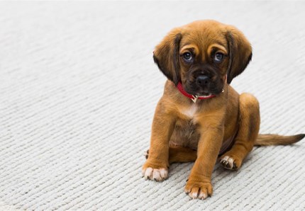 Arriva un cucciolo? Ecco il collare per lui