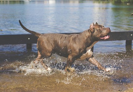 Bimbe scomparse mai abbandonate dal loro pitbull