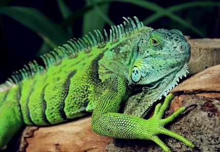 Animali selvatici, è boom