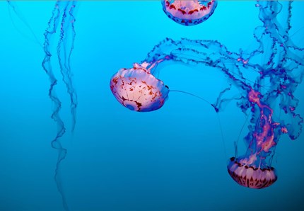 Alla scoperta delle meduse