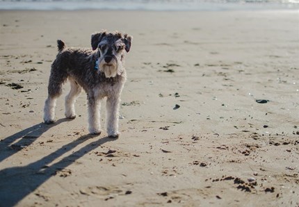 Randagismo, Sicilia: saranno sterilizzati 30mila cani