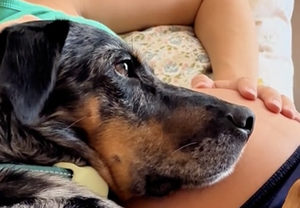 Cane sente il bimbo nel pancione