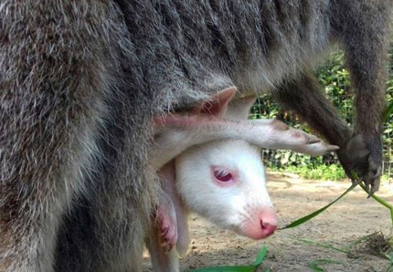 In Toscana è nato Didi, il canguro albino