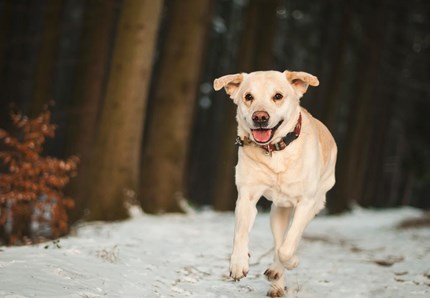 Cani, qualche integratore contro l’umidità