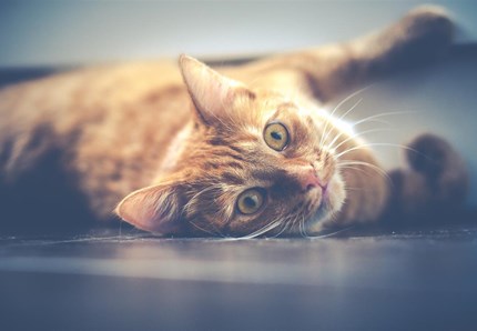 Allergia al pelo del gatto, tutti i consigli