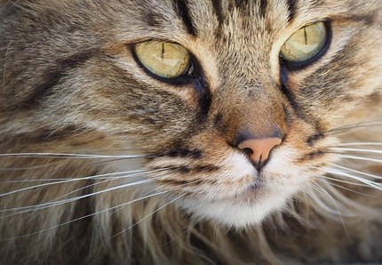 Gatto, come capire se sta ridendo