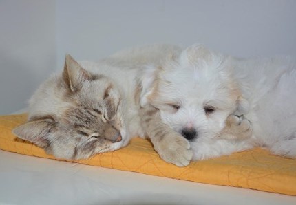 Cane o gatto? Lo psicologo ti dice che persona sei