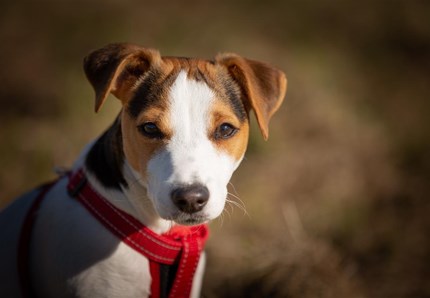 Non possono imbarcare il cane, lo abbandonano in aeroporto