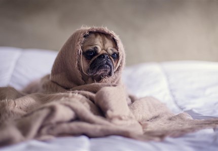 Cane "positivo": la bufala online