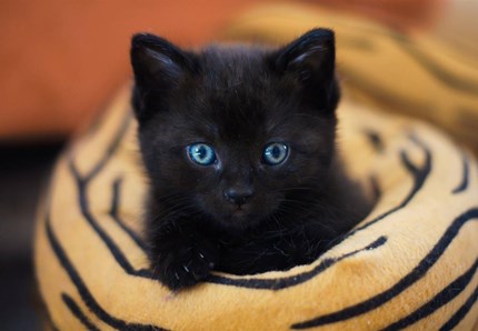 Dopo il film Black Panther aumentano le adozioni di gatti neri