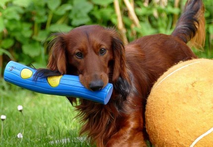 Parte la “Settimana milanese del cane”