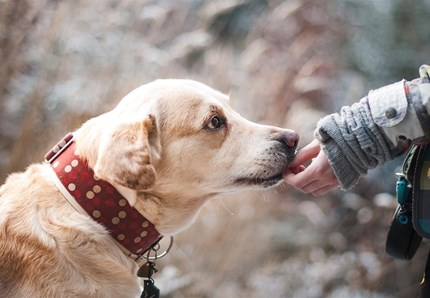 Giappone, una guida per salvare i pet