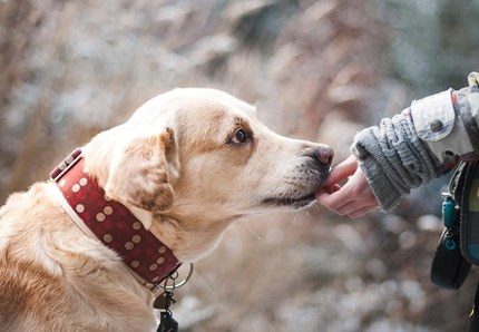 I cani ci "salvano" dal diabete