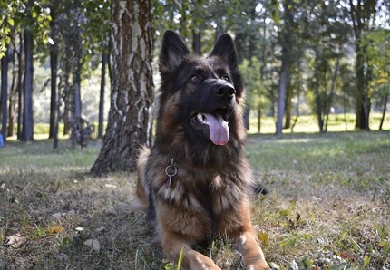 Vita da cani in casa, condominio, spazi pubblici: Mi Manda Rai Tre, 7 Novembre, alle 10