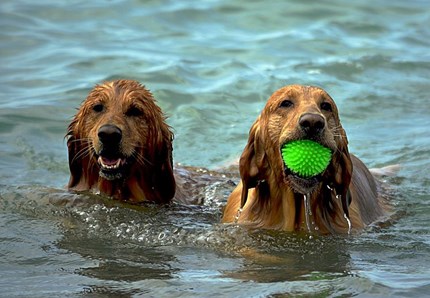 Vacanze a misura di zampa: la mappa delle destinazioni più pet-friendly