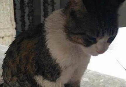 Butta il gatto nella fontana, studentessa sotto accusa