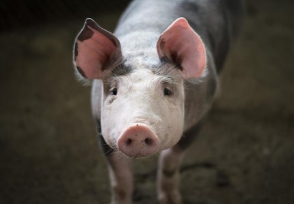 Che bello il maialino domestico