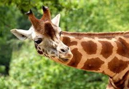 Sos giraffa in estinzione