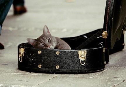 I gatti amano la musica classica? Il nuovo studio