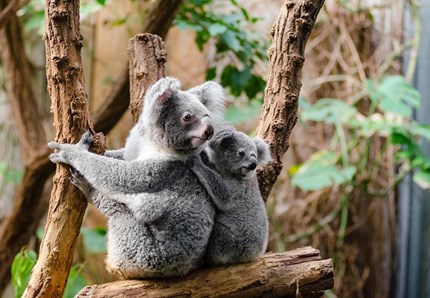 Animali, tutti i segreti più strani