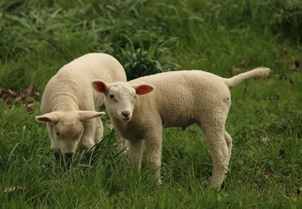 Altro che stupide, le pecore pensano come noi