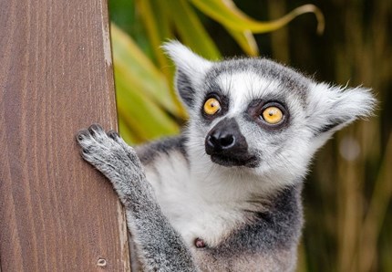 Nati due gemelli di lemure allo zoo