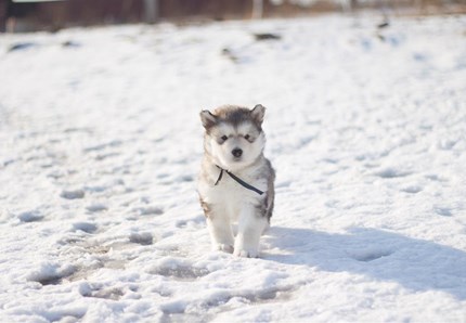 Il vigile del fuoco salva il cane caduto nel ghiaccio